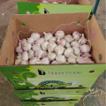 China offer red garlic in box 10kg, new crop normal white garlic export 2021